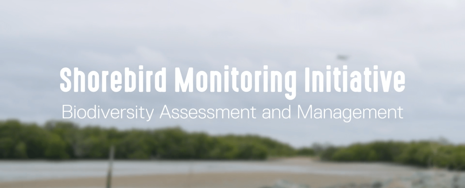 Shorebird monitoring cover photo