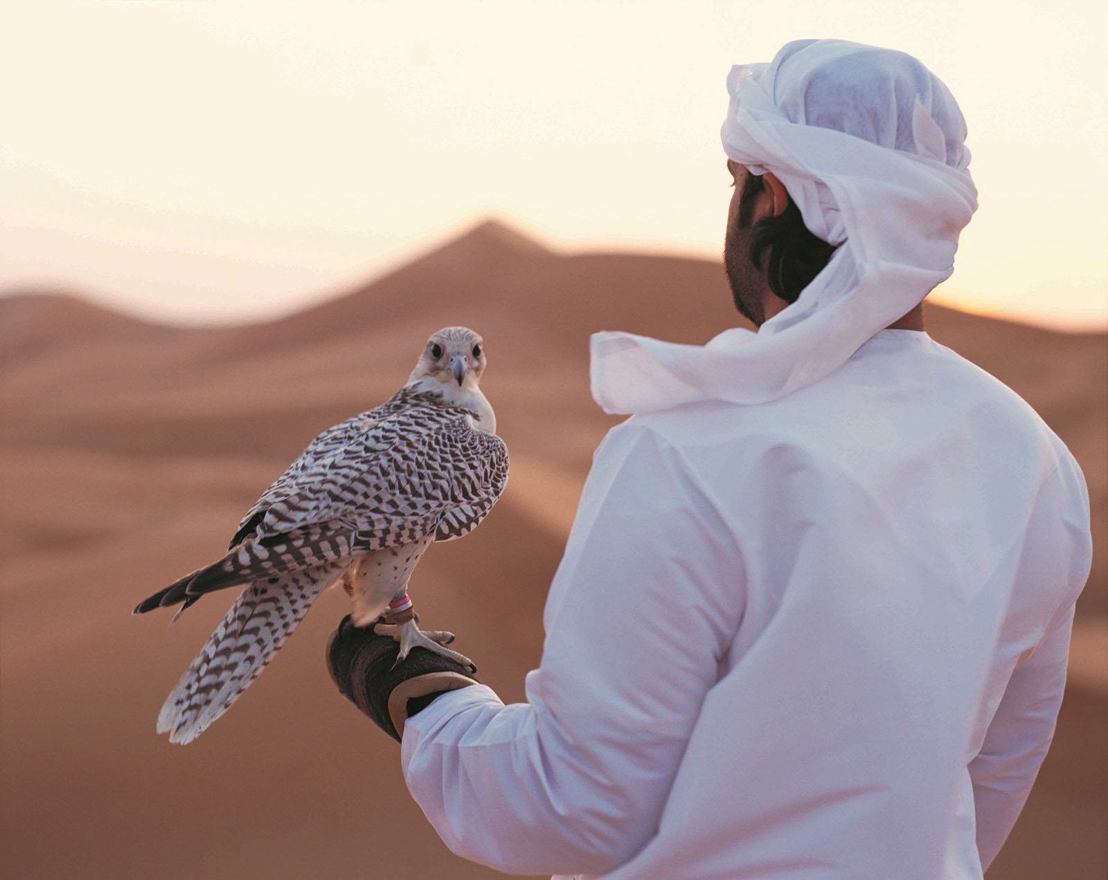 A falconry display is spectacular at Al Sahel Villa Resort, Abu Dhabi