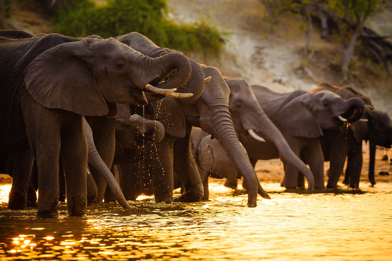 Elephants nearly in the room | Safari in Botswana