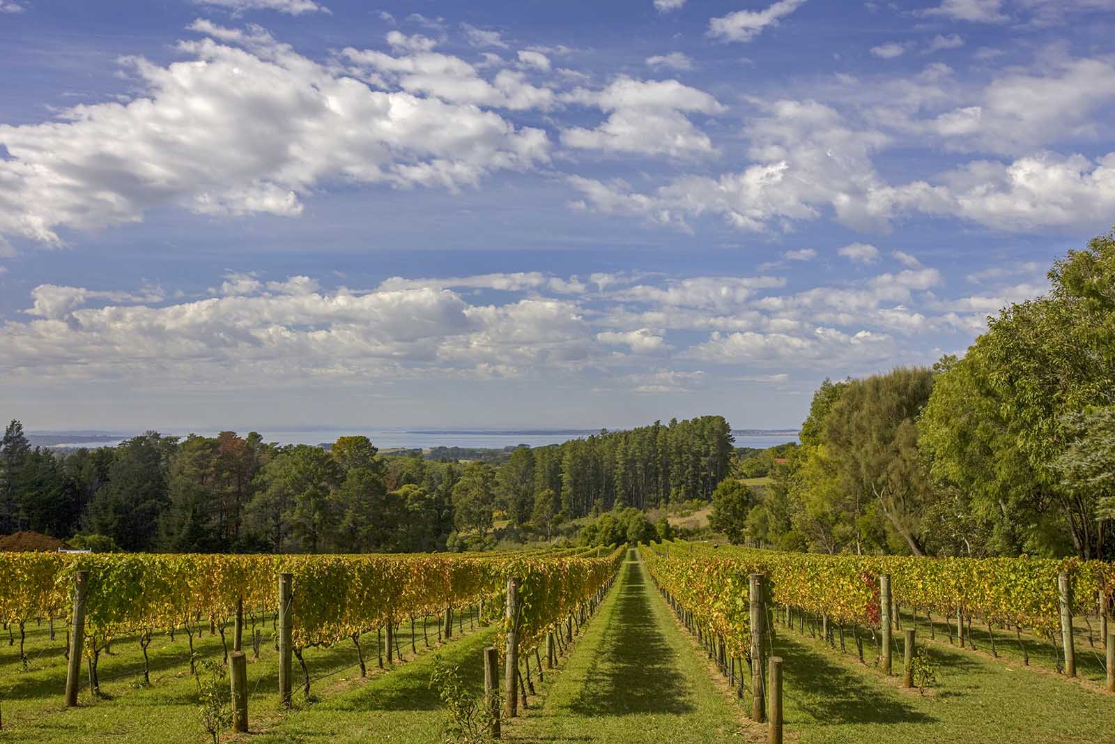 Red Hill Estate vineyards, Mornington Peninsula, Victoria | Golf among the grapes
