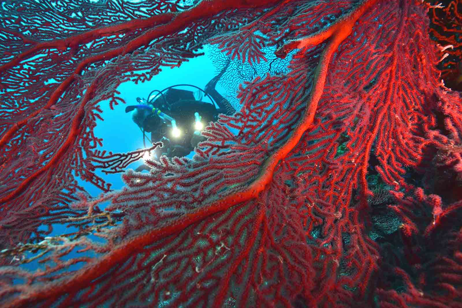 Diving among sea fan coral, Munda, Solomon Islands