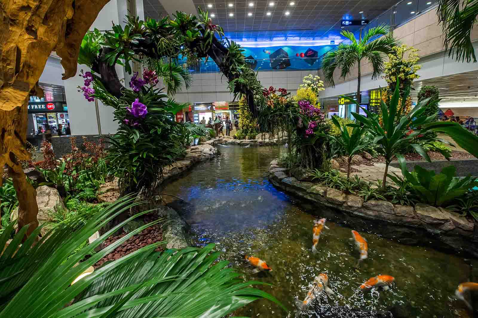 The koi pond in the Orchid Garden at Changi Airport, Singapore | 5 of the best tours in transit