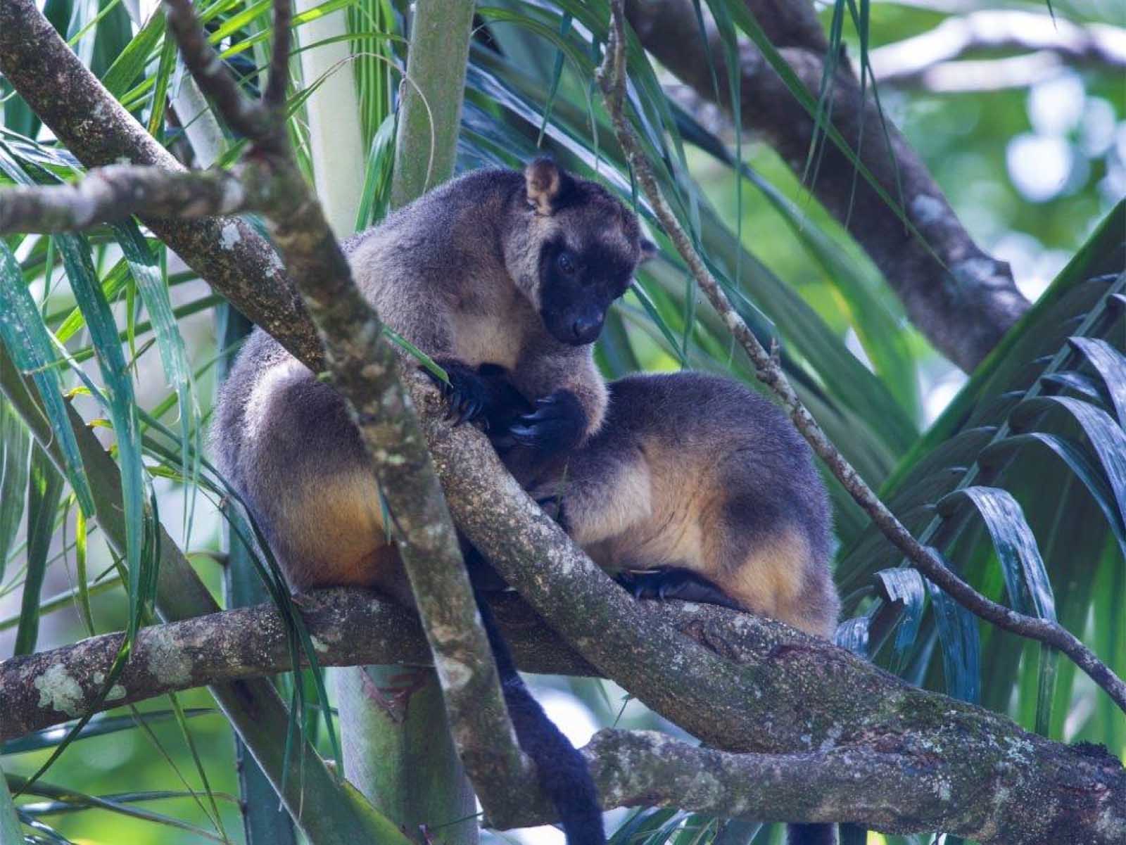 Lumholtz’s tree kangaroo at the Nerada Tea Plantation | Discover Queensland's tropical tea trail Lumholtz’s tree kangaroo at the Nerada Tea Plantation | Discover Queensland's tropical tea trail