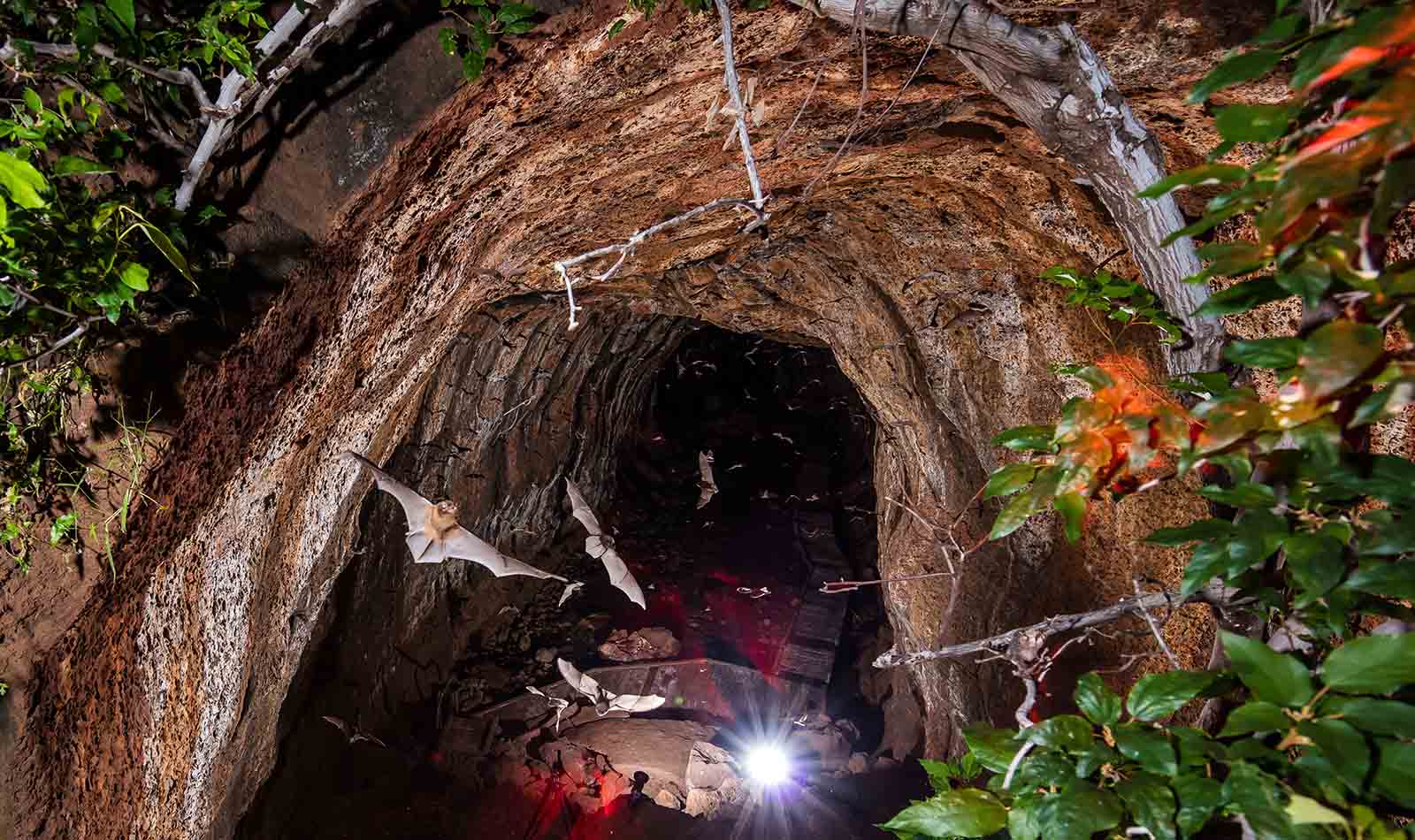 Bats emerge from the caves at dusk at Undara Experience | Queensland's volcanic history uncovered