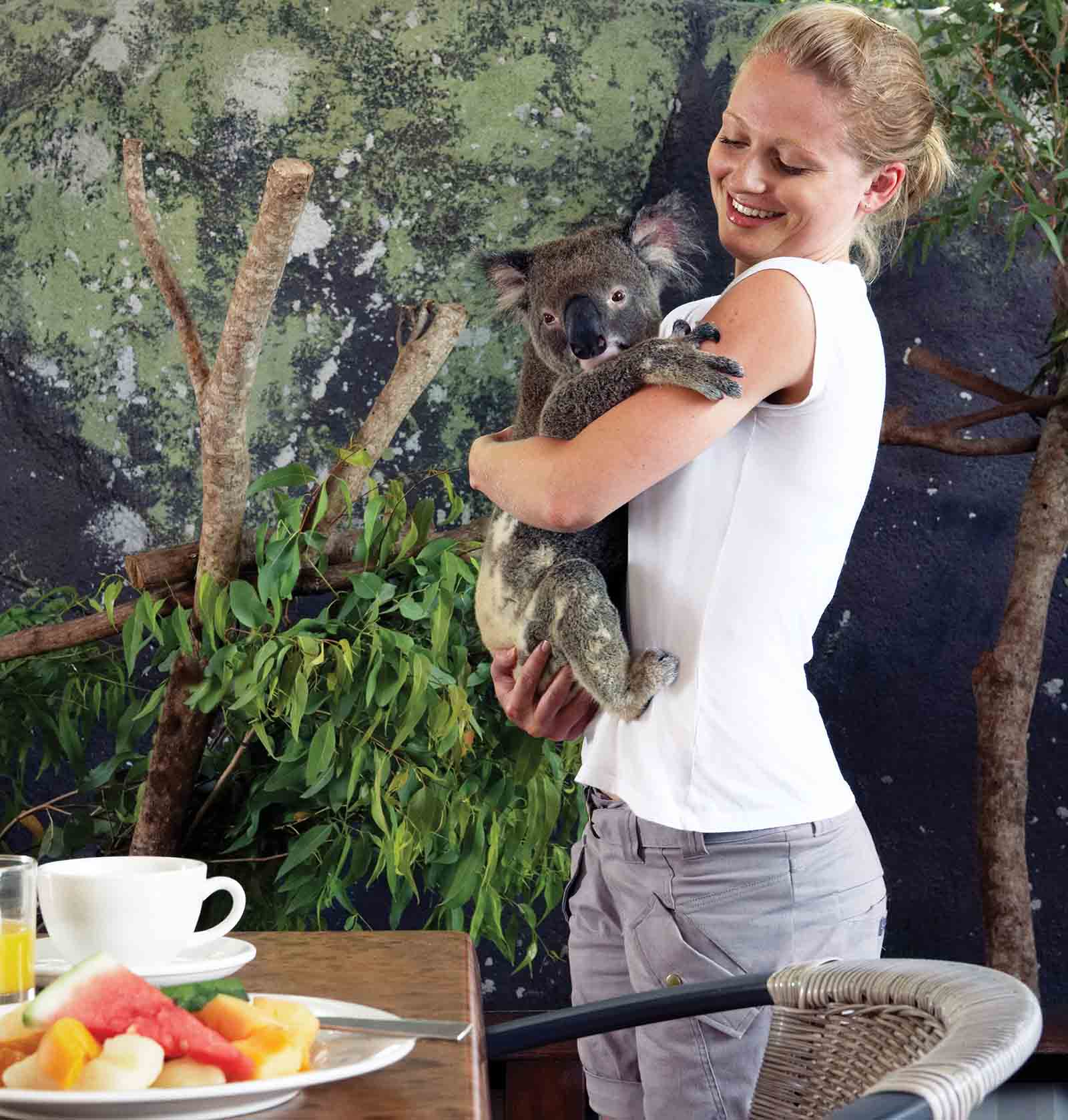 Cuddle a koala at breakfast on Hamilton Island | Top 10 things to do on Hamilton Island