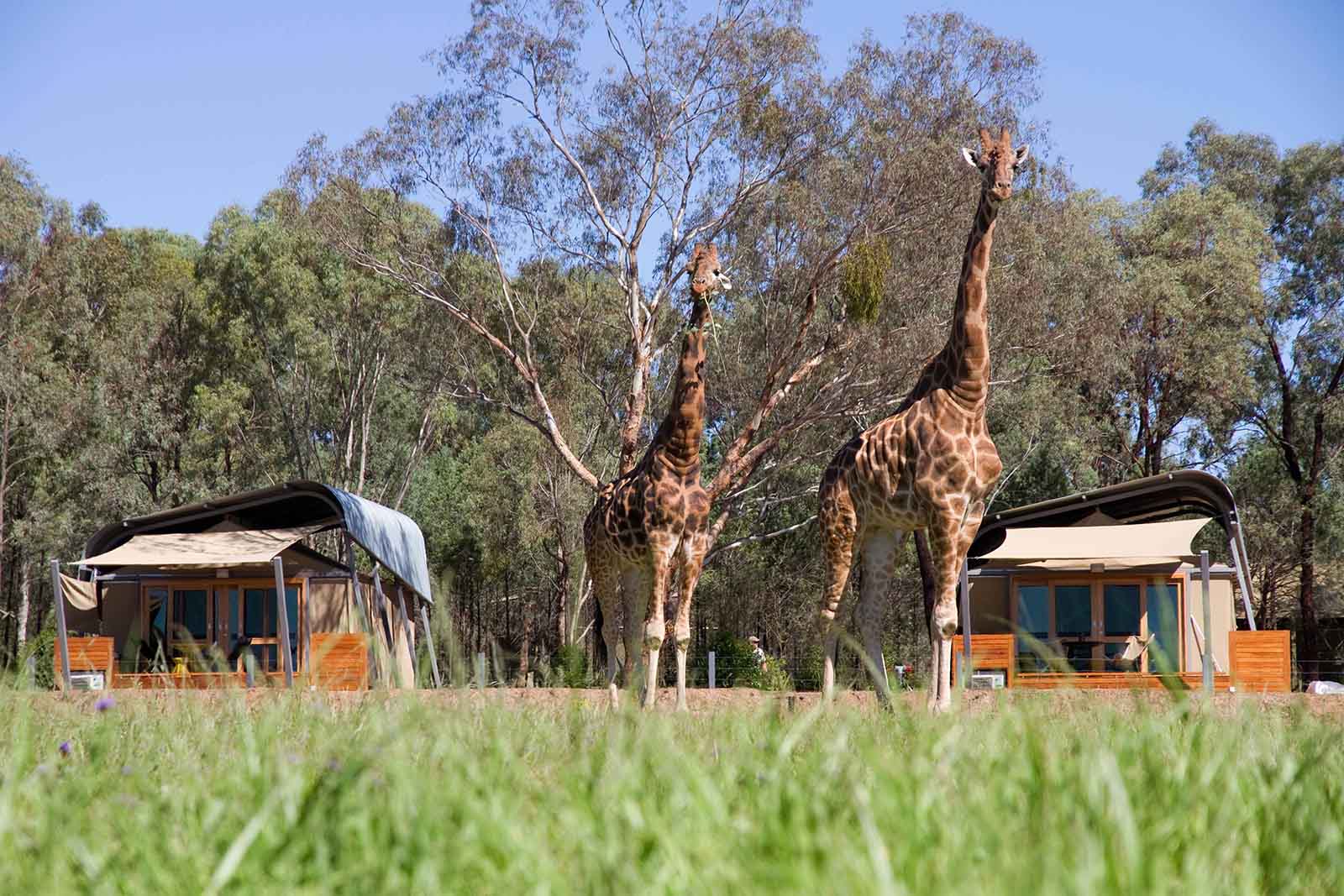 Sleep over at Taronga Western Plains Zoo, Dubbo, NSW | Great getaways kids will love