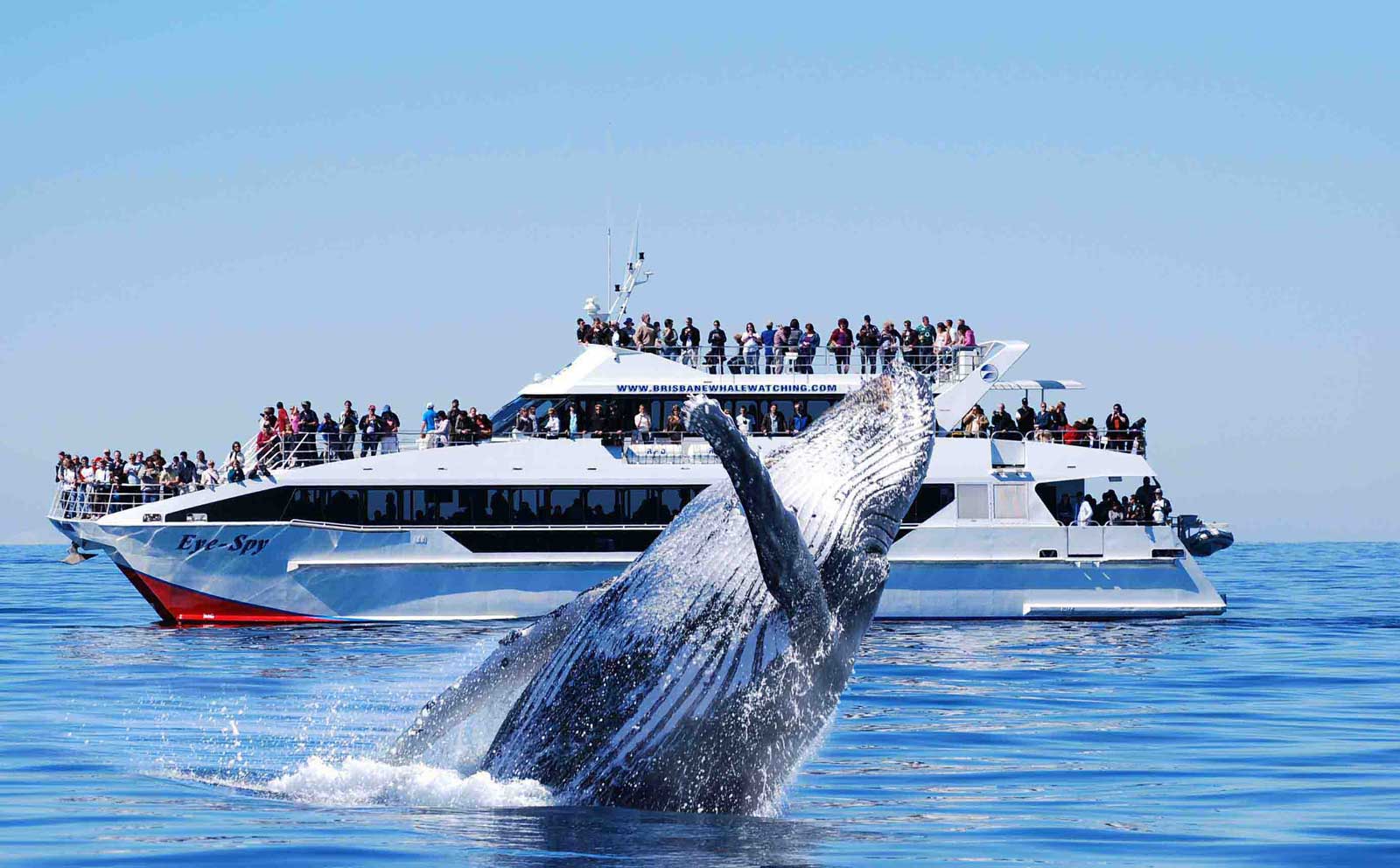 whale watching tour boat