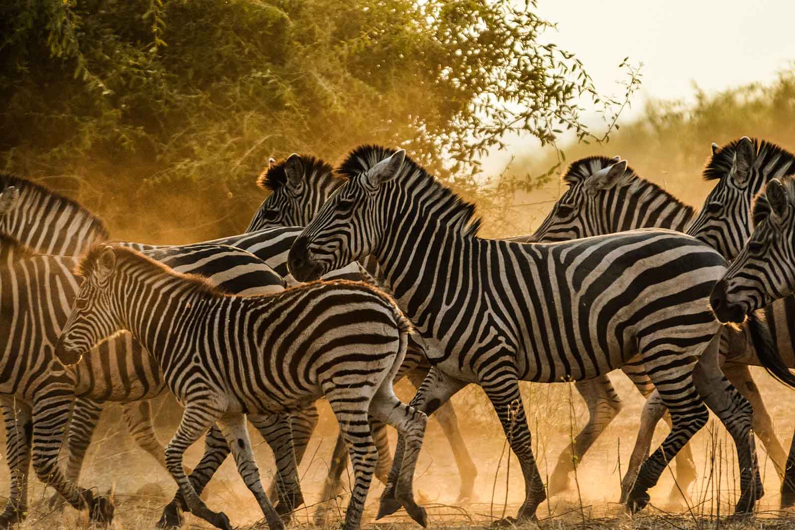 Zebras near Muchenje Safari Lodge, Chobe, Botswana | Safari in Botswana
