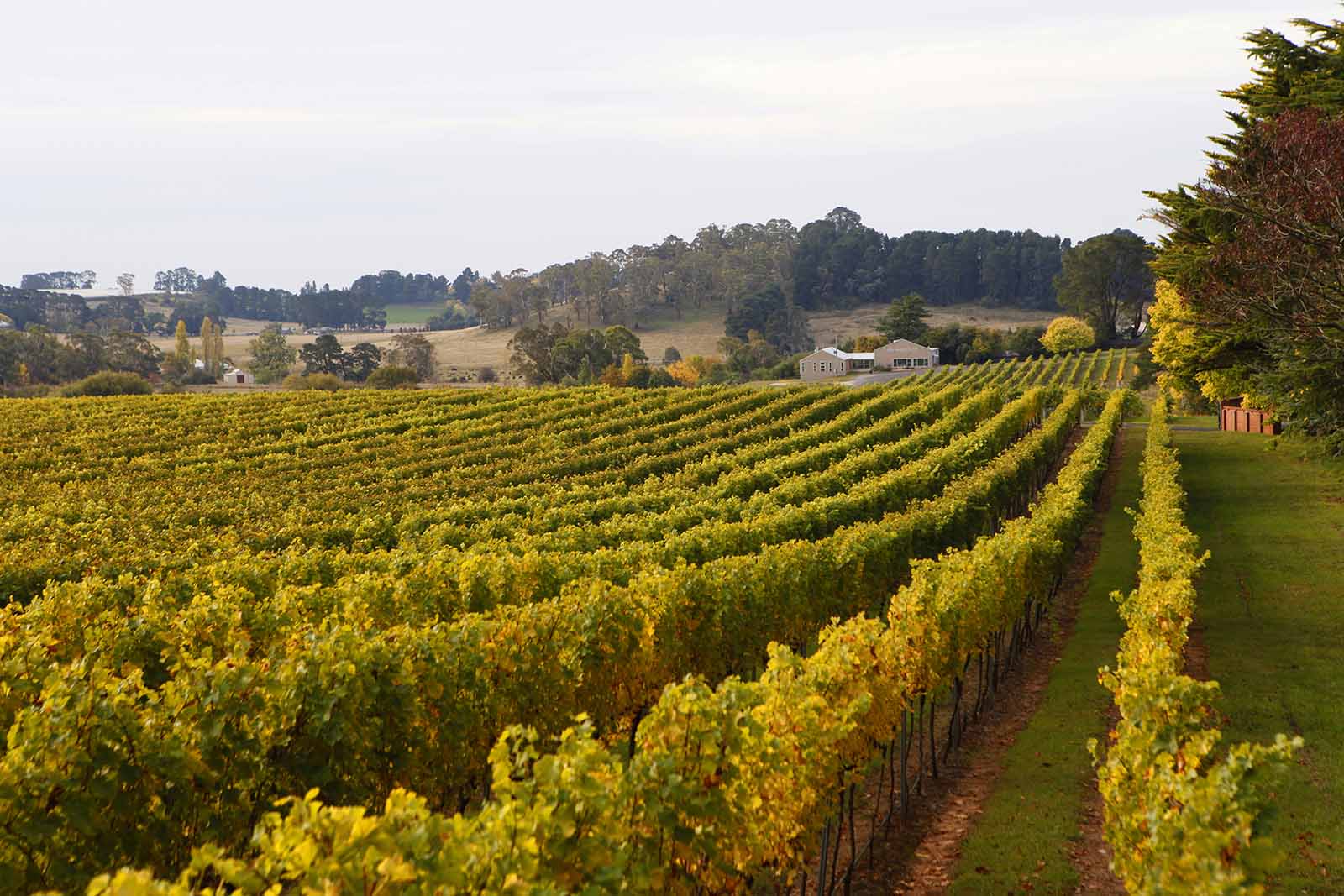 must visit wineries orange