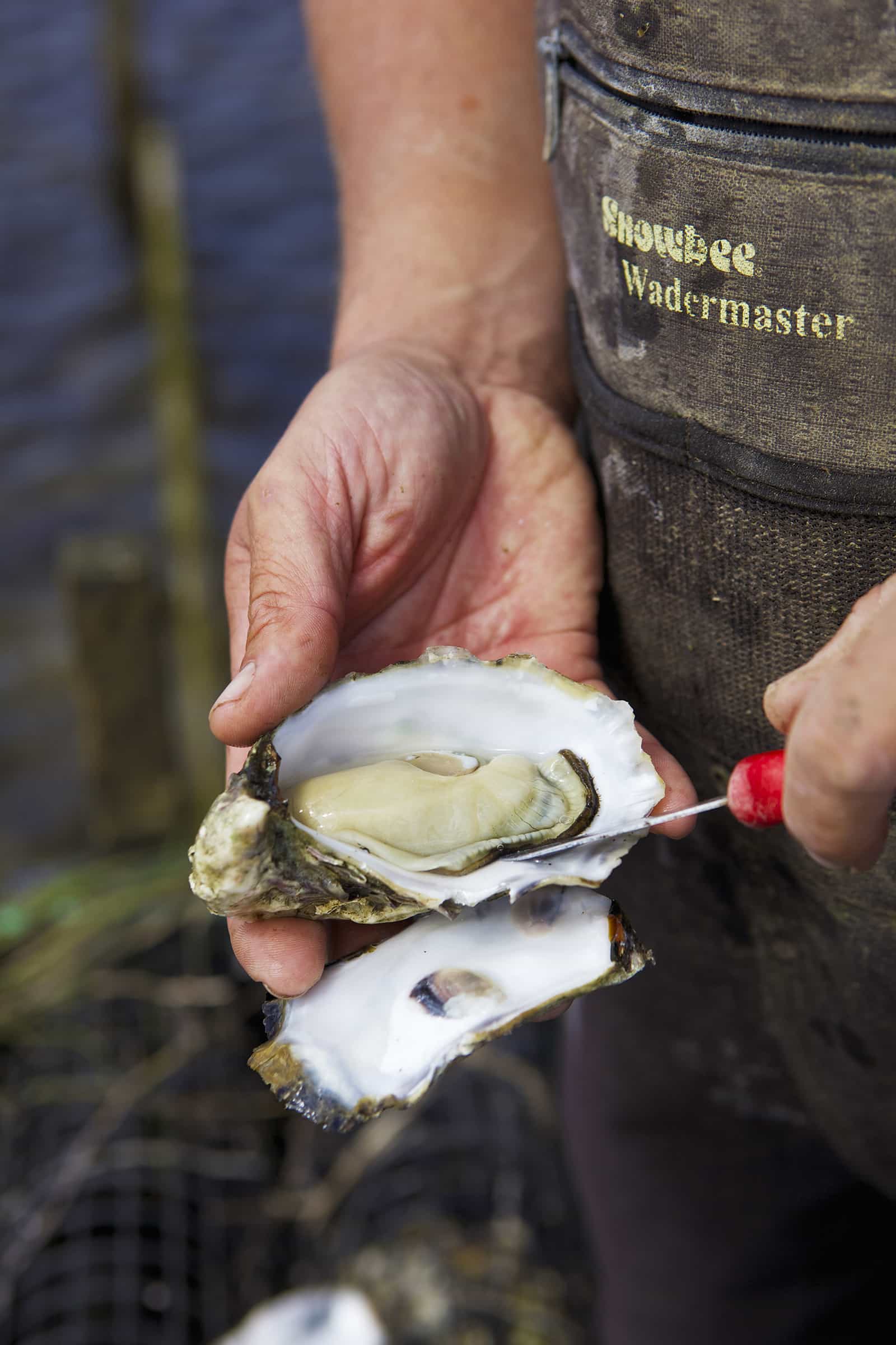 Fresh oysters served at Freycinet Marine Farm | Explore Tasmania's Coles Bay by kayak