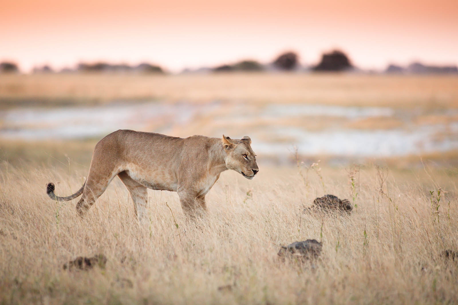 A lioness in Chobe National Park, Botswana | Safari in Botswana