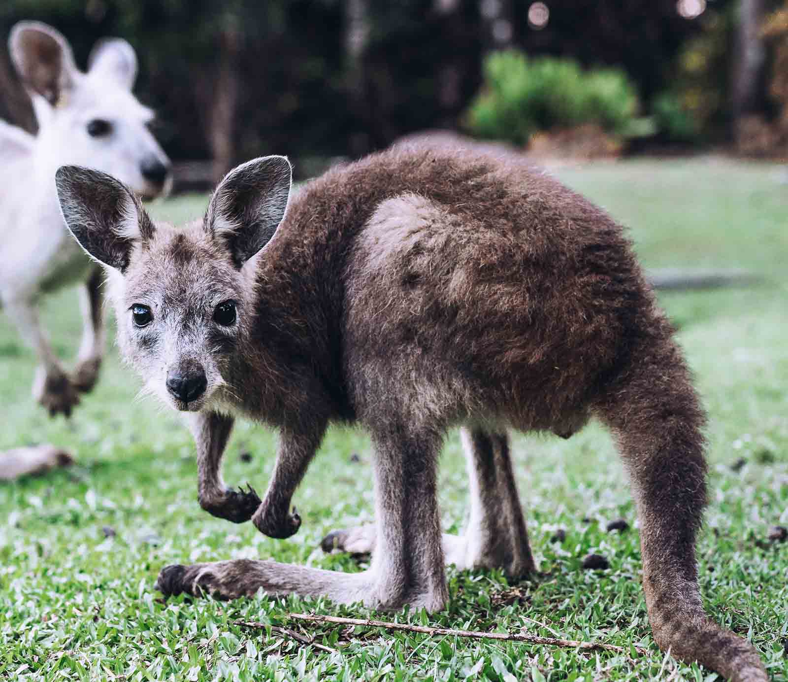 Wallaroos graze on the doorstep at Daydream Island Resort | 15 things to like about Daydream Island