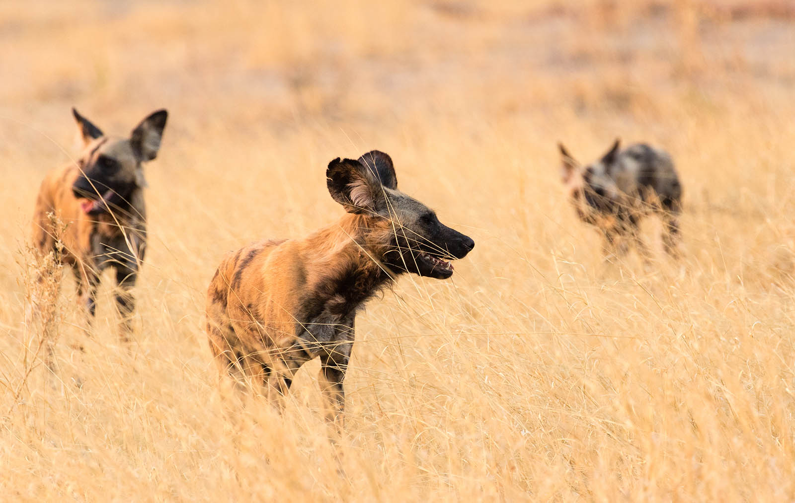 Wild dogs in Chobe National Park, Botswana | Safari in Botswana