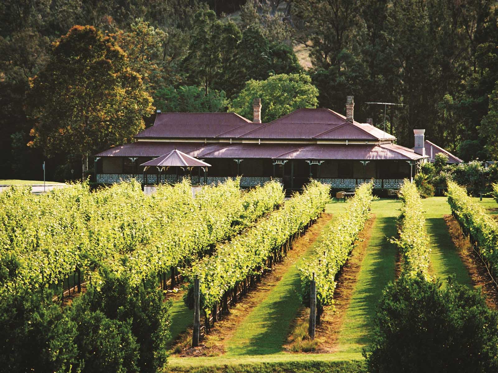 O'Reilly's Canungra Valley Vineyard | 10 of the best things to do on the Scenic Rim