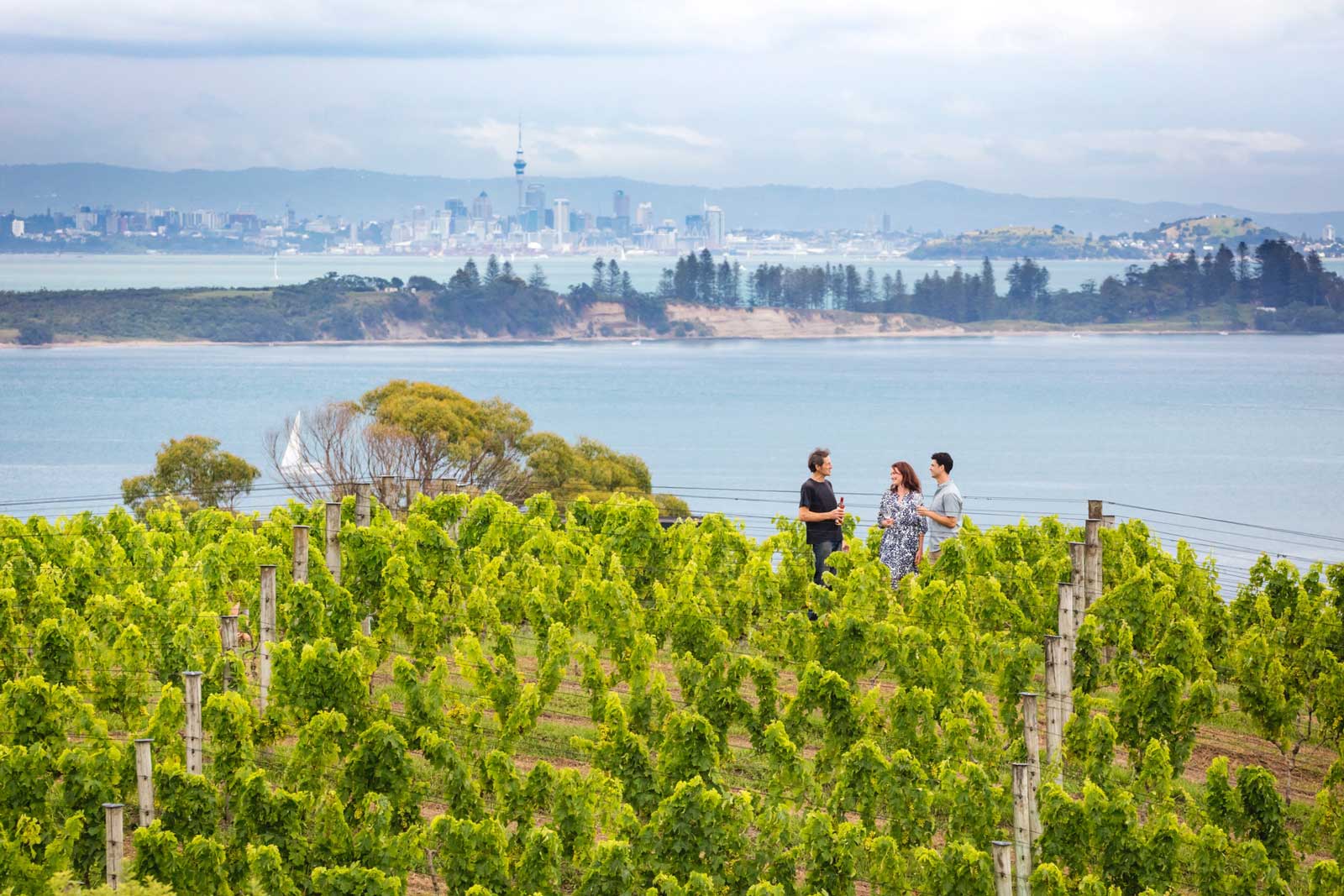 Waiheke Island, Auckland, New Zealand