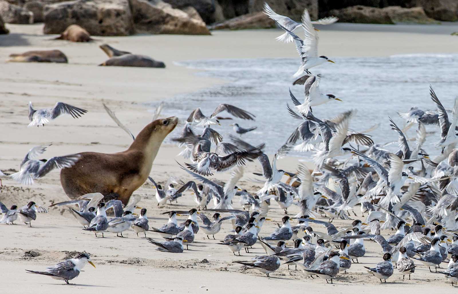 Seal Bay Conservation Park, Kangaroo Island | 5 reasons to visit Kangaroo Island