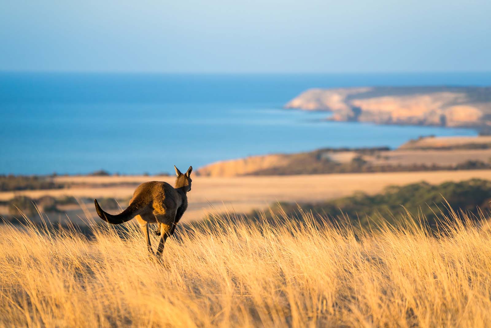 Kangaroo hopping on Kangaroo Island | 5 reasons to visit Kangaroo Island