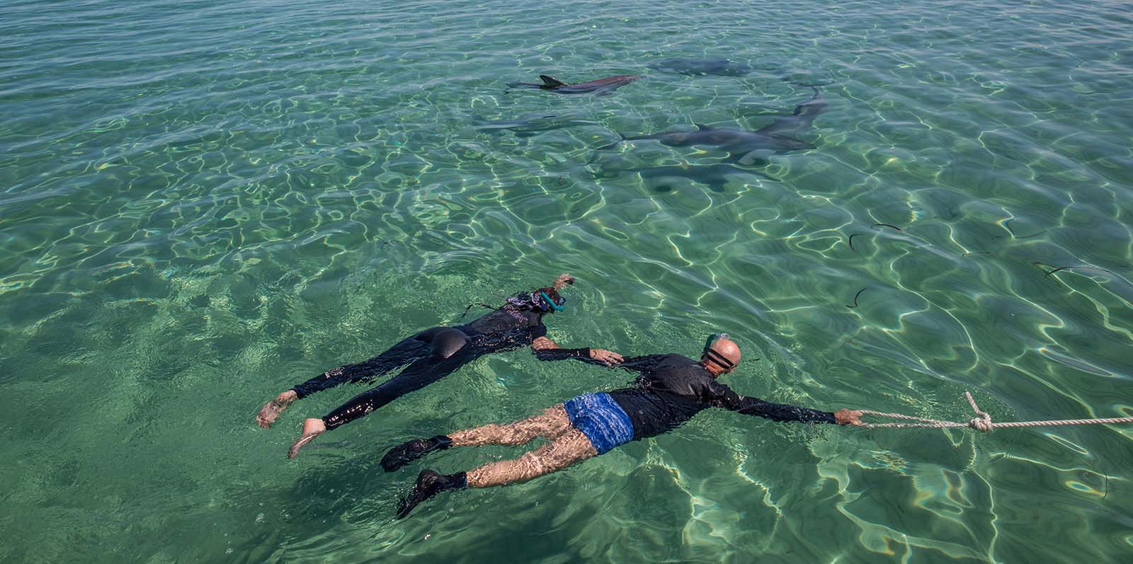 Swimming with dolphins on Kangaroo Island | 5 reasons to visit Kangaroo Island
