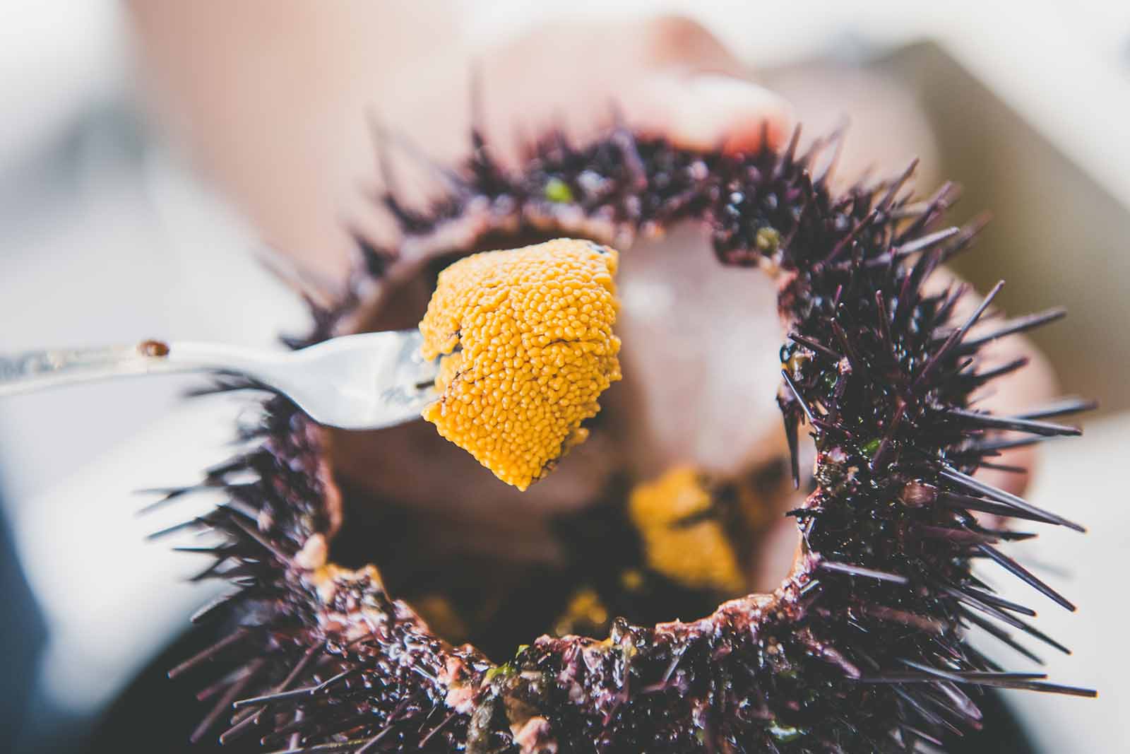 Sea urchins caught fresh from the boat on a Tasmanian Wild Seafood Adventures tour | Seafood safari in Tasmania