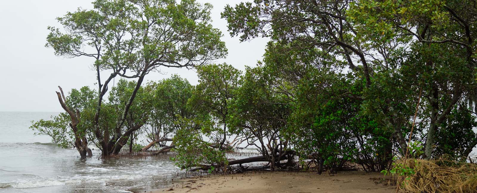 A creek bed with mangroves, trees and other vegetation