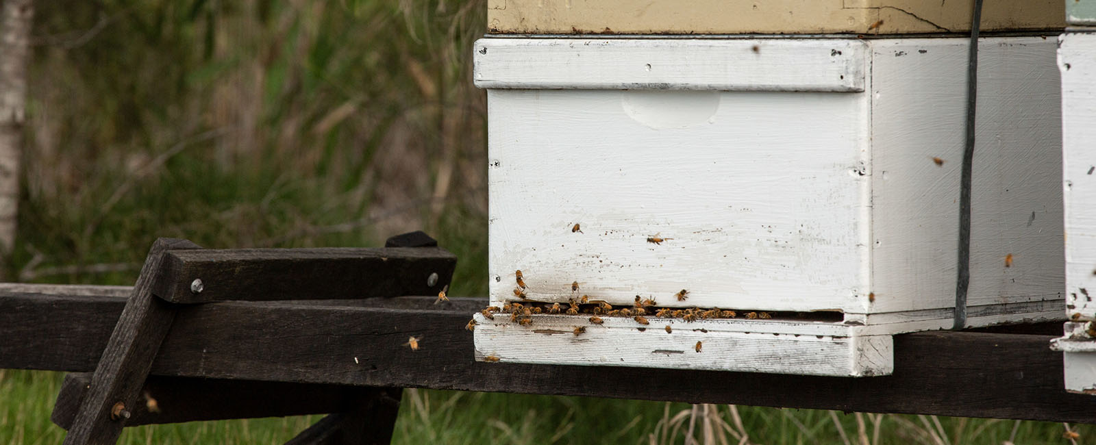 A white box (a beehive) with dozens of bees flying in and out