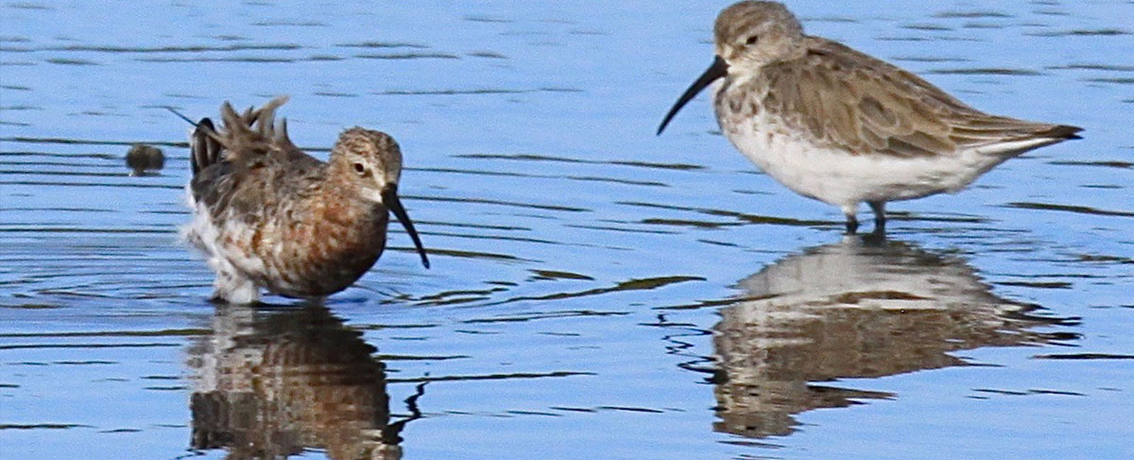 two small birds with long thin beaks in water with their reflections
