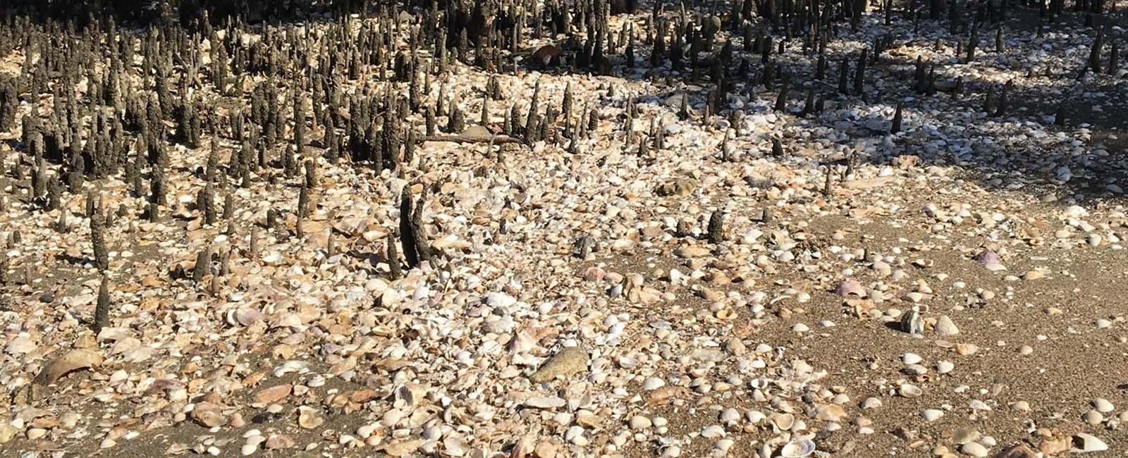 Sandy ground covered in lots of shells with mangrove roots poking up 