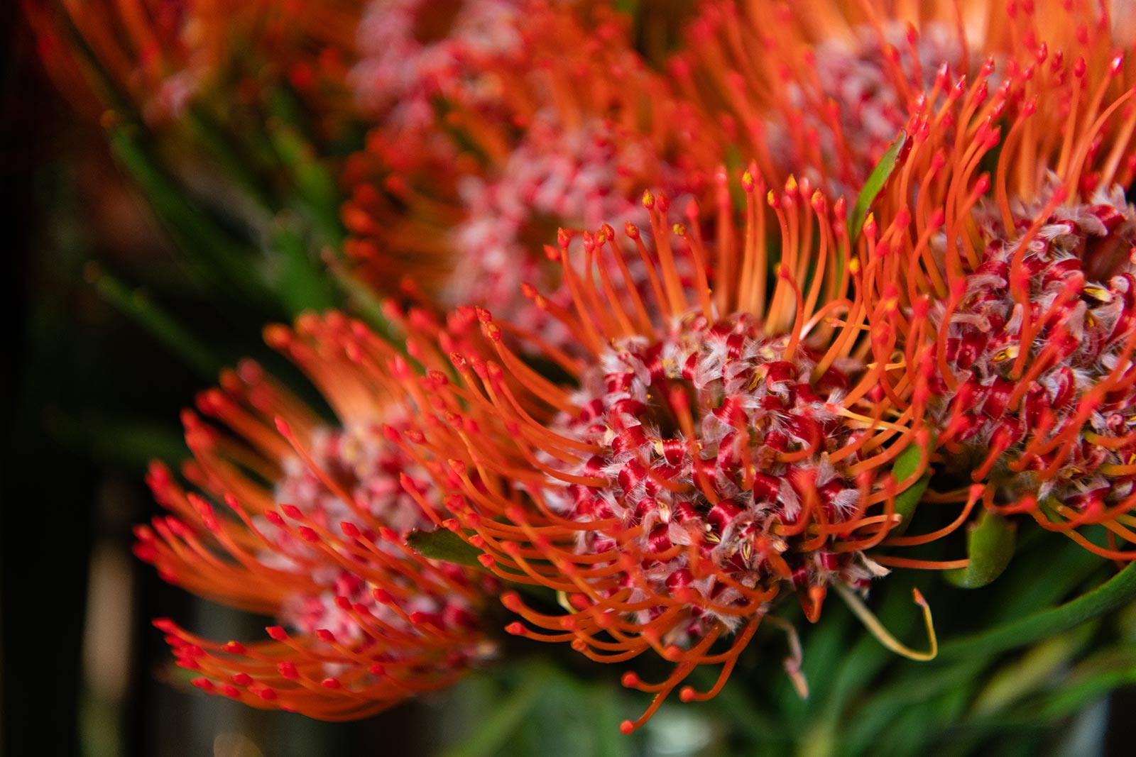 Geraldine used to farm and export native cut flower crops from the family farm near Gympie