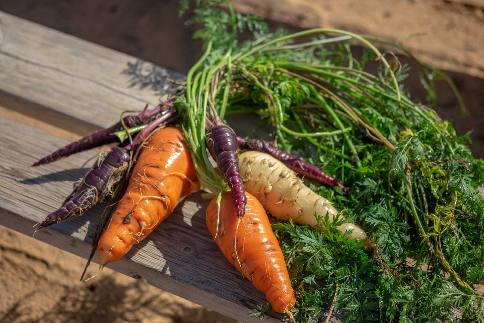 Coloured carrots | Star chef opens Seeds at Brisbane Airport