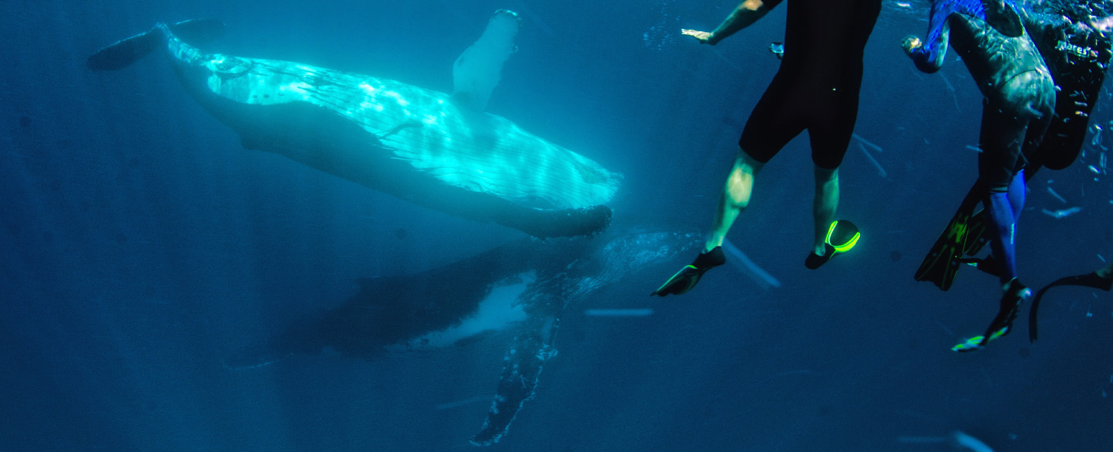 Two humpback whales near some scuba divers
