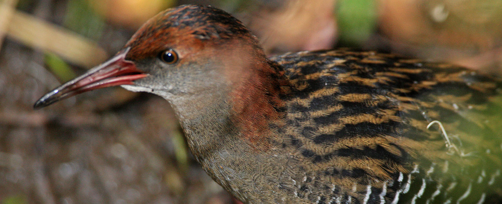 A brown-breasted bird with black and orange back patterns and a red beak.  