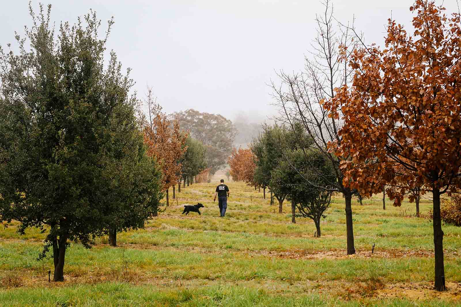 The Truffle Farm, Canberra | Join the truffle hunt