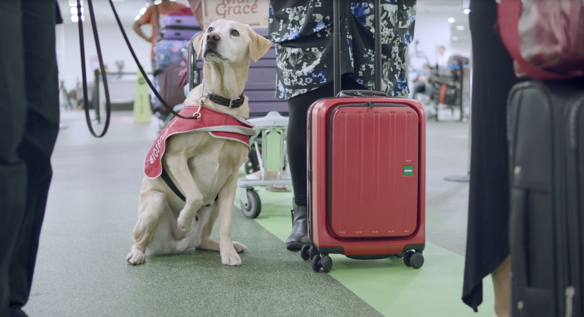 Biosecurity detector dogs are trained to smell more than 200 target items 