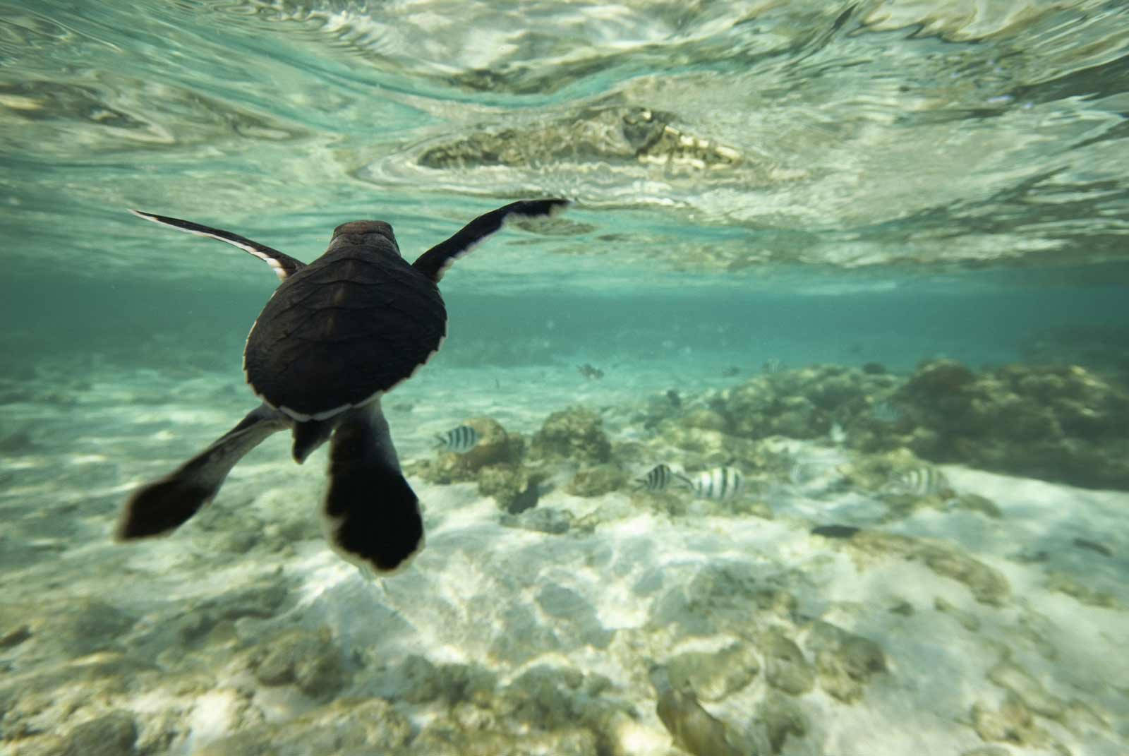 Turtle hatchling on the Great Barrier Reef Turtle hatchling on the Great Barrier Reef