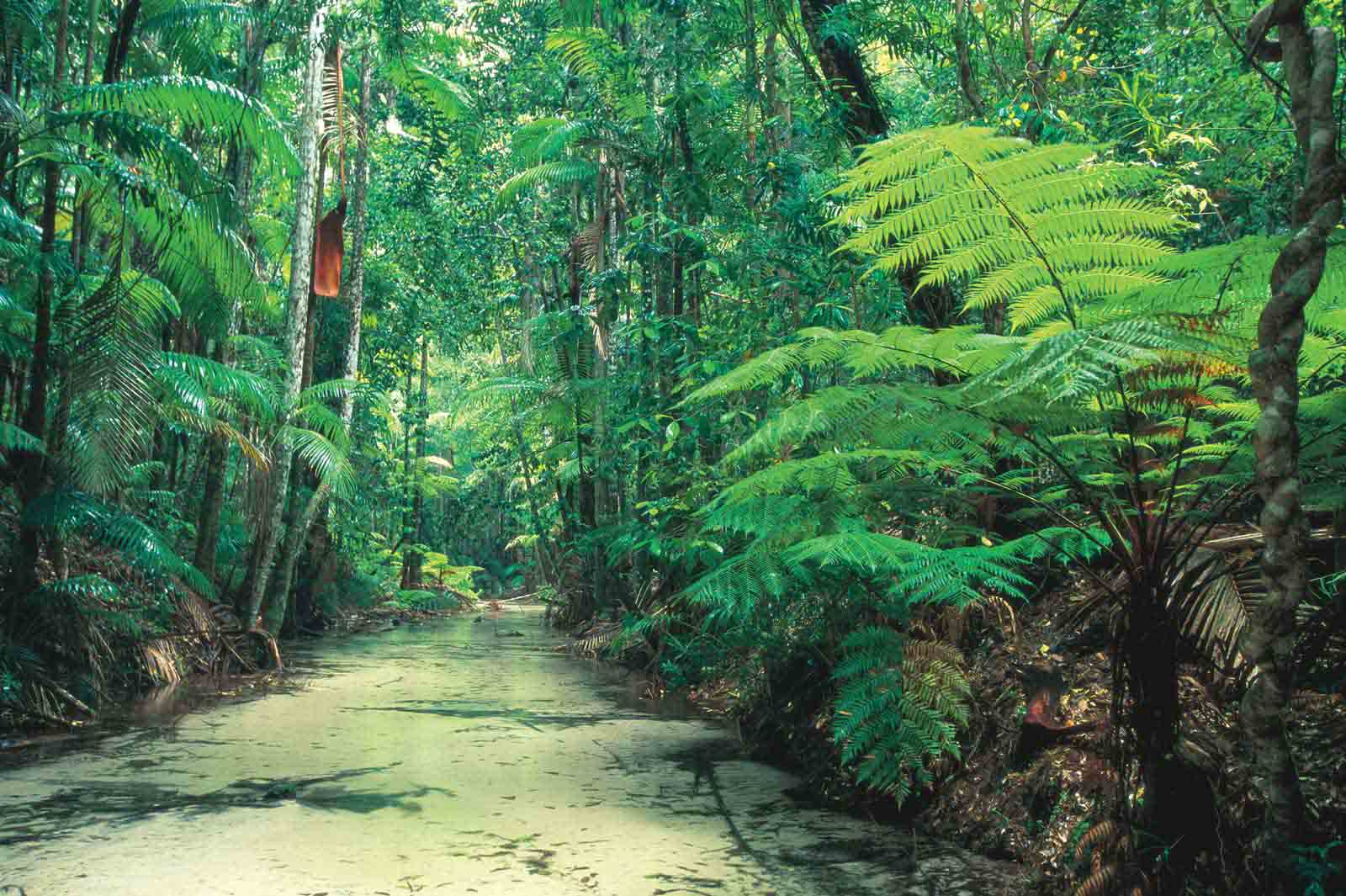 Wanggoolba Creek Fraser Island