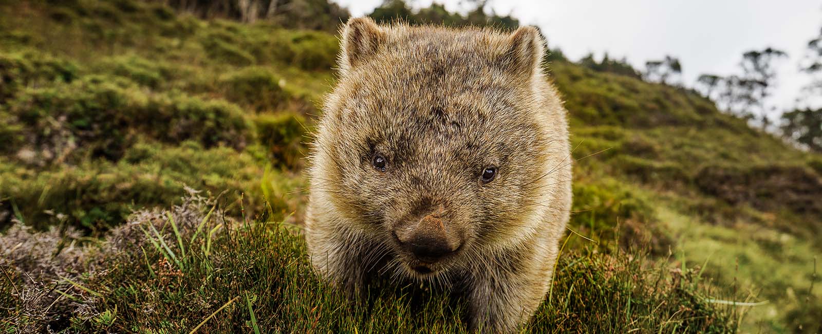 A wombat waddling through green grass in Cradle Mountain Tasmania