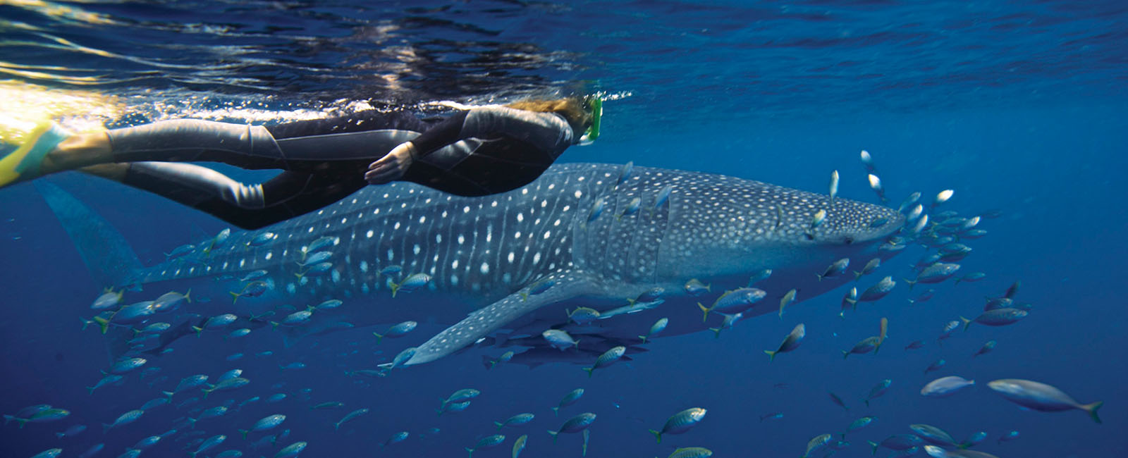 A snorkeller swimming with a whale shark - a large fish with spots on its back and a big mouth. 