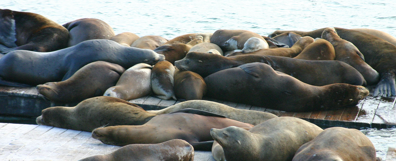 Many sea lions lounging on a floating pontoon