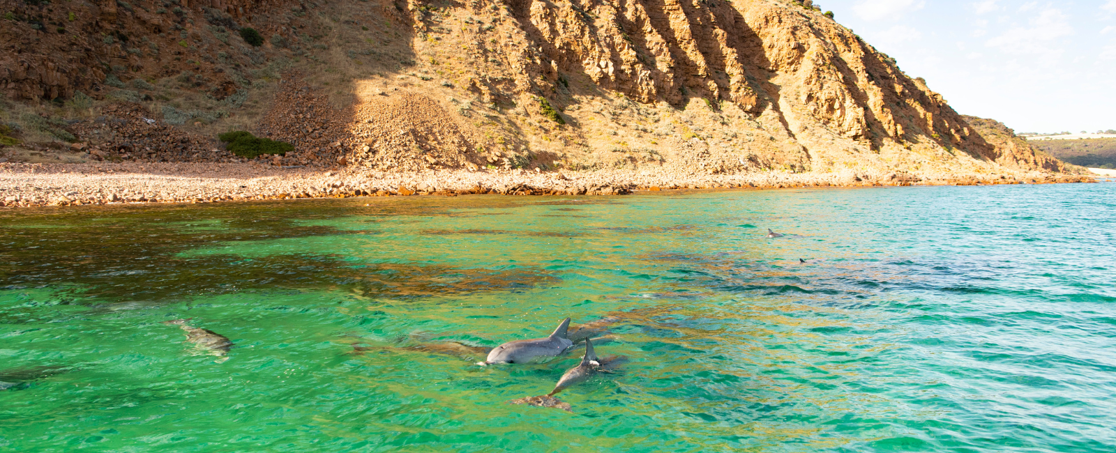 Swimming with dolphins Kangaroo Island