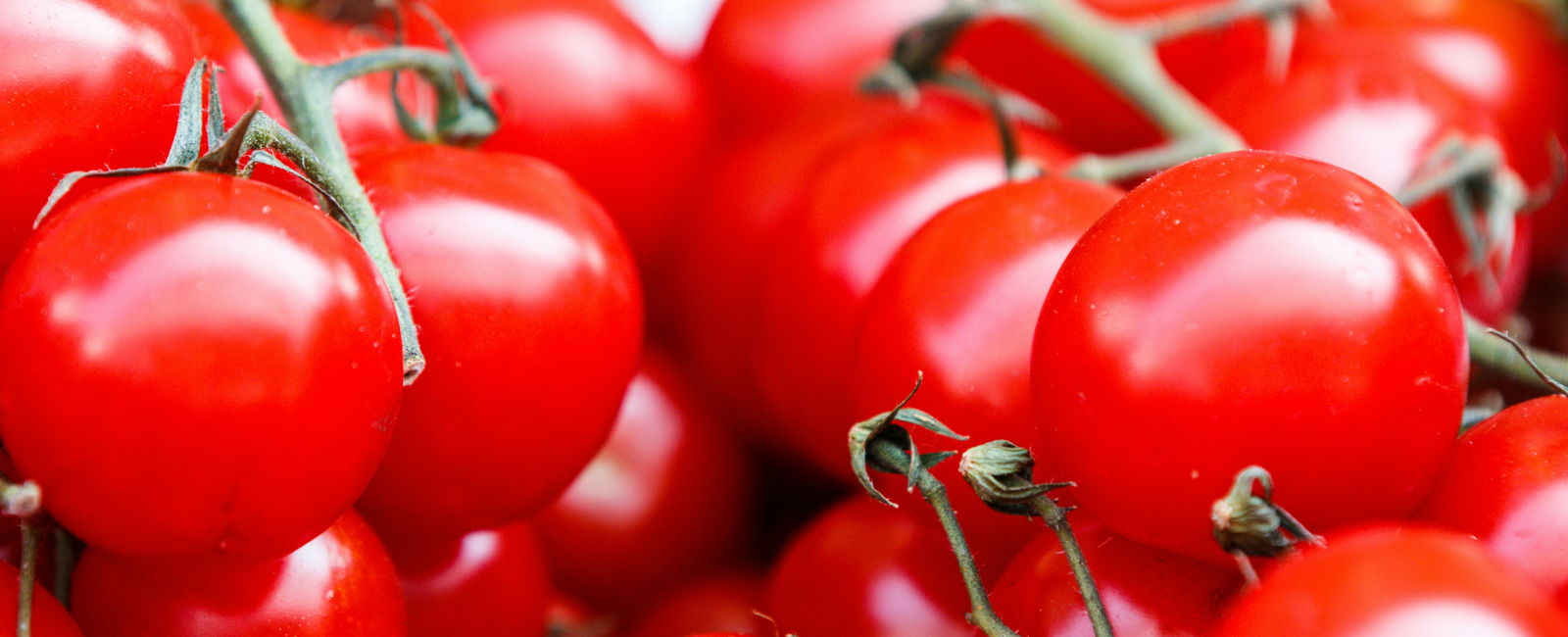La Tomatina Buñol La Tomatina Buñol