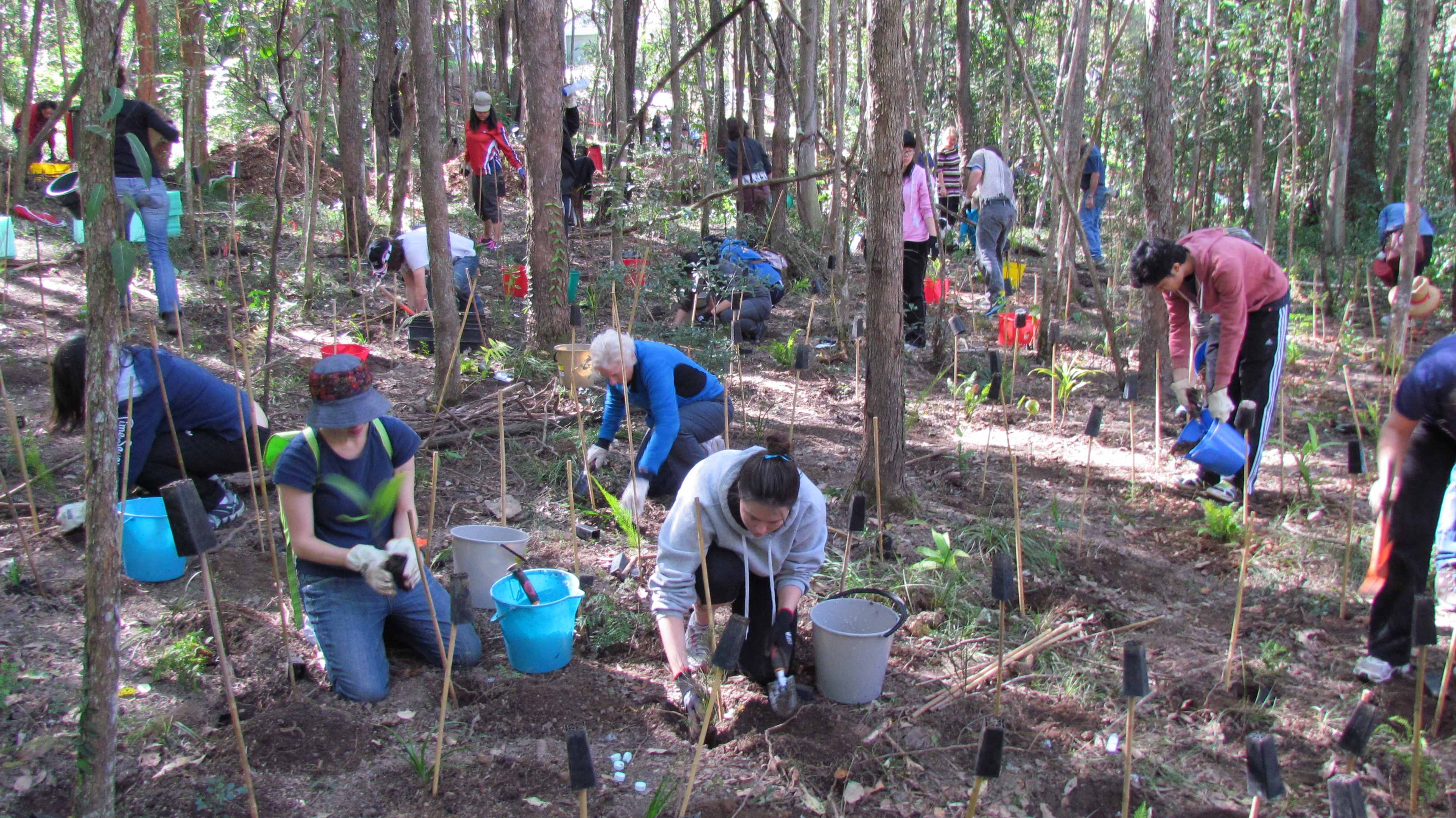 Cubberla Witton Catchments Network national tree Day Cubberla Witton Catchments Network national tree Day