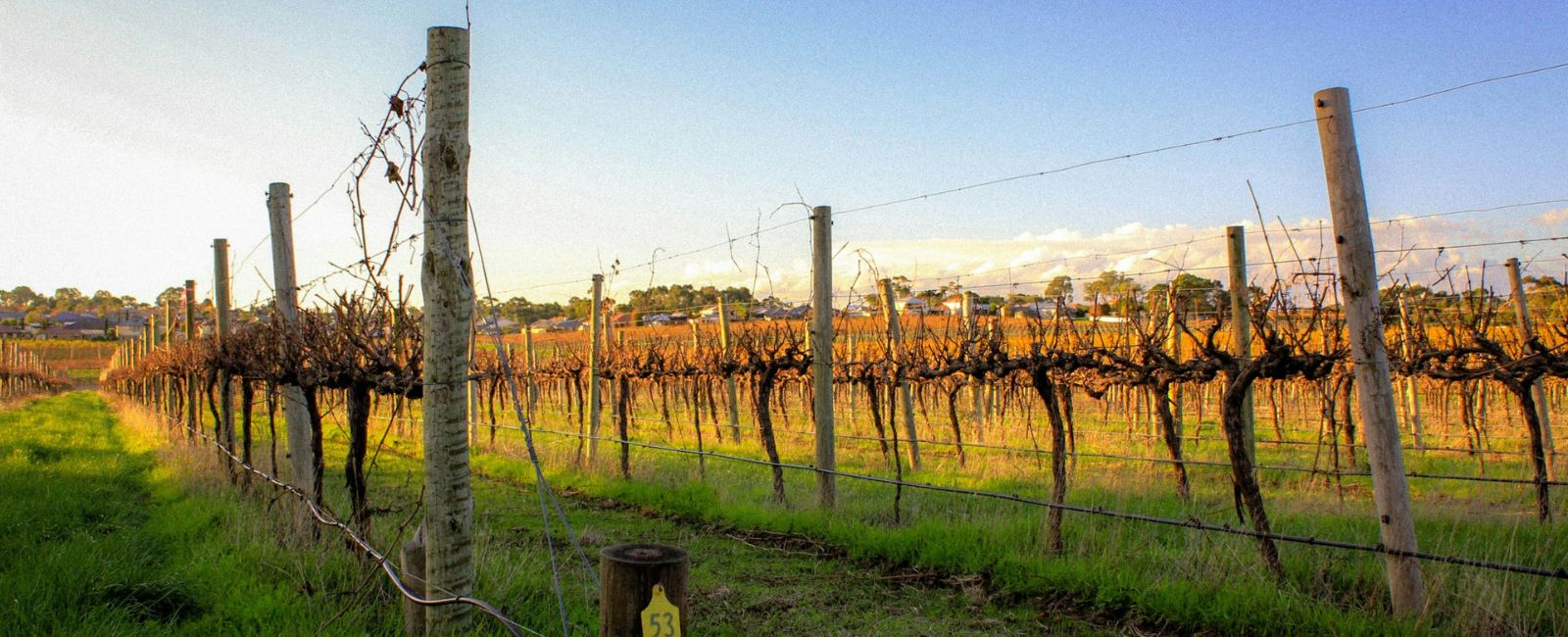 McLaren Vale Paul Tune