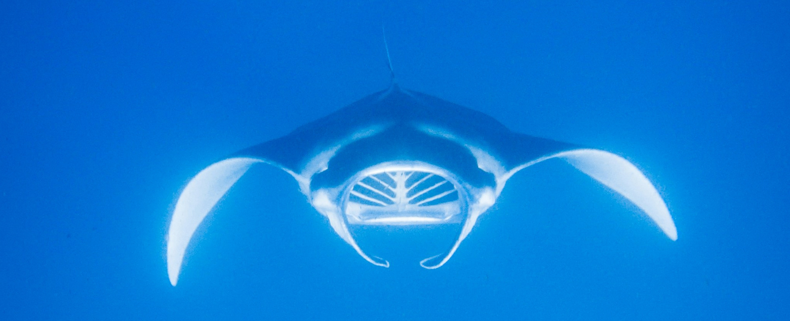 Manta ray in Fiji