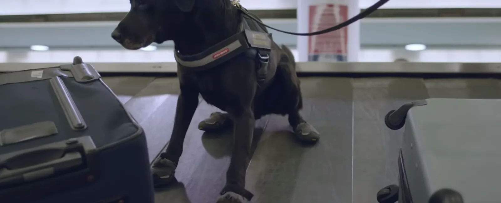 Numerous government agencies and departments use canines to detect threats at Brisbane Airport