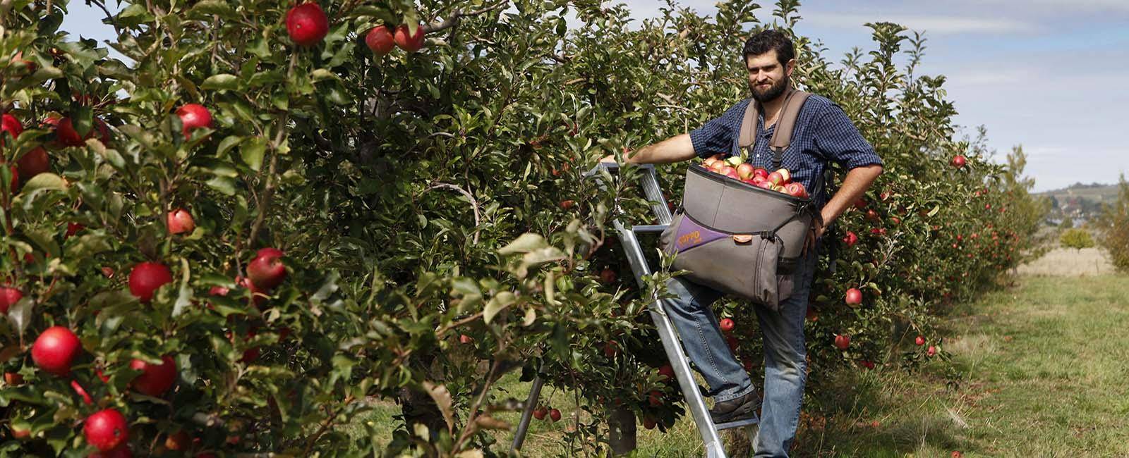 Beau Baddock, orchardist and co-owner of The Agrestic Grocer, Orange, NSW | A taste of Orange