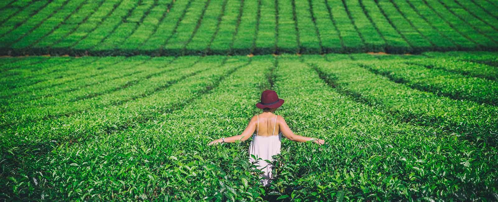 Girl walking in Nucifora Tea Plantation Atherton Tablelands