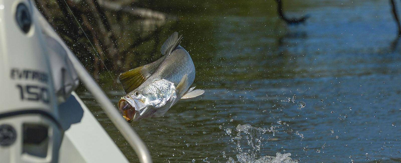 Northern Territory Fishing Barramundi