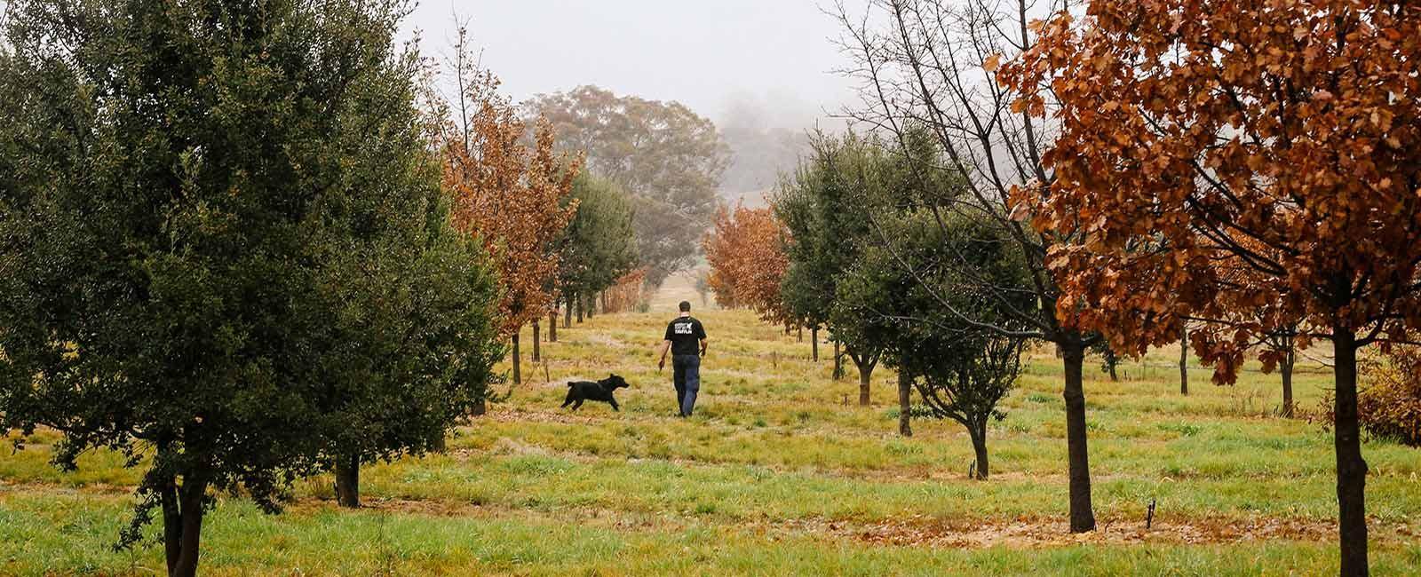 Hunting for truffles at The Truffle Farm, Canberra