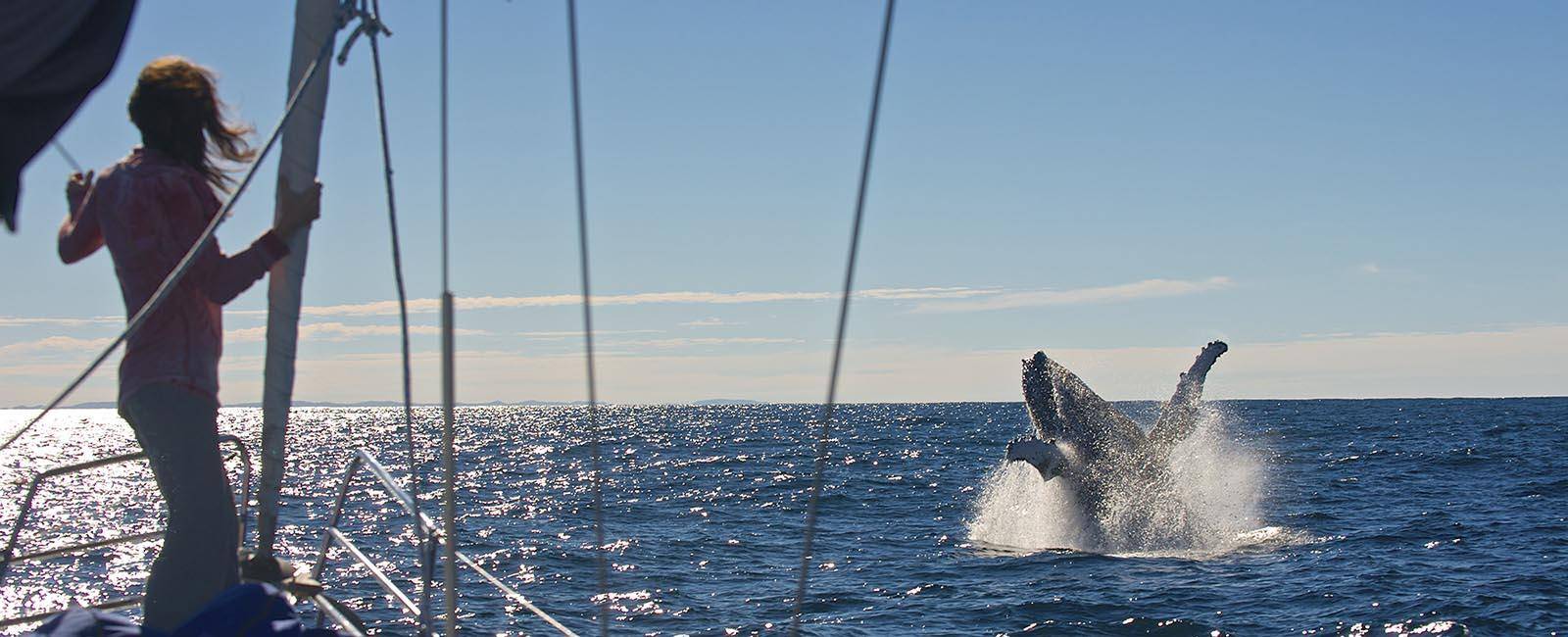 Sailing with whales | Whale watching three ways