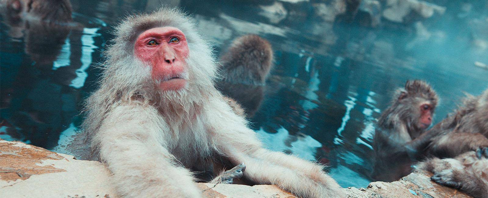 A Japanese macaque bathes in thermal waters, with other monkeys in the background